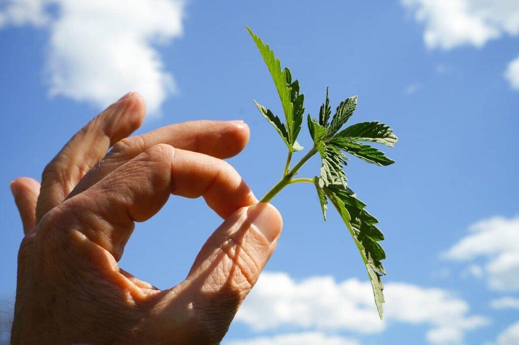 Cannabis Legalisierung